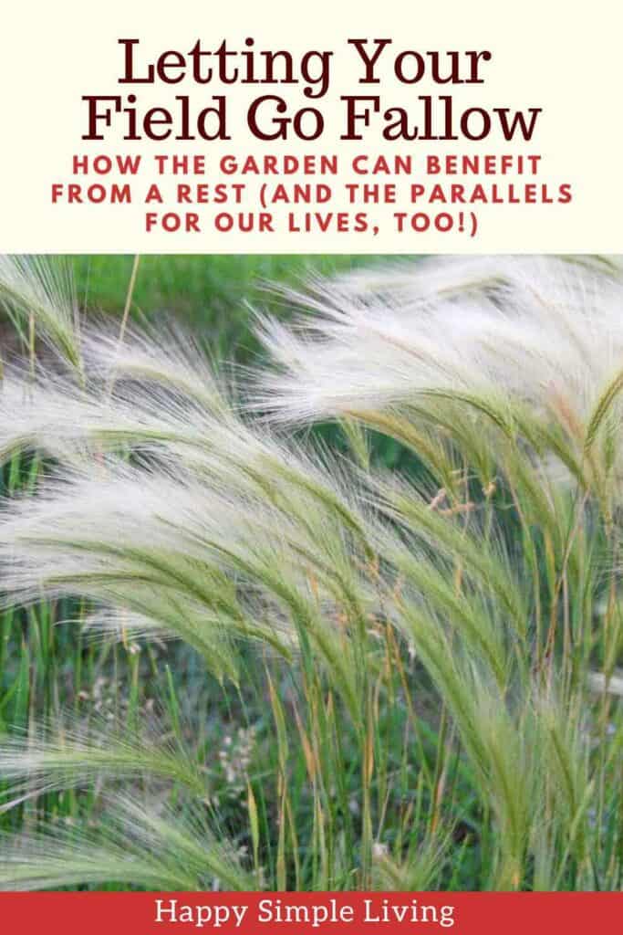 Feathery grass in a field with overlaid text: Letting Your Field Go Fallow—How the garden can benefit from a rest (and the parallels for our lives, too!). The base of the image says Happy Simple Living.