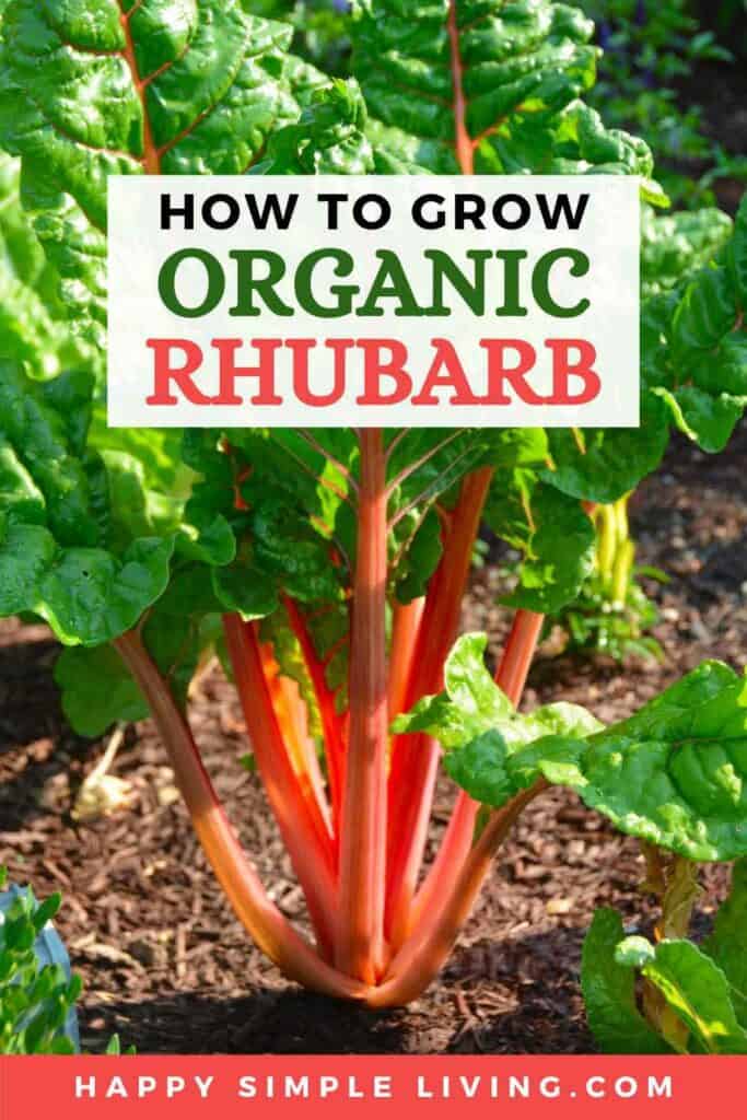 A rhubarb plant with red stalks.