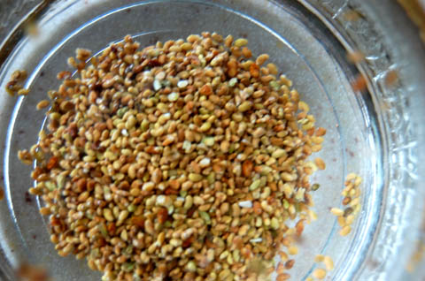sprouts4 Alfalfa seeds in a glass jar.