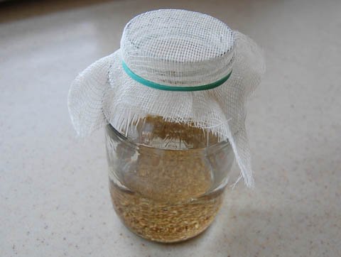sprouts5 A piece of cheesecloth secured on a glass jar with a rubber band.