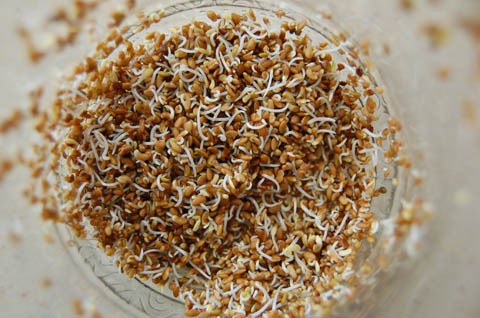 Alfalfa seeds, beginning to sprout.
