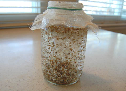 Day 4 of sprouting alfalfa seeds in a glass jar.