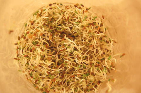 Alfalfa seeds sprouted and almost ready to eat.